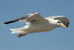 IMG_1068a